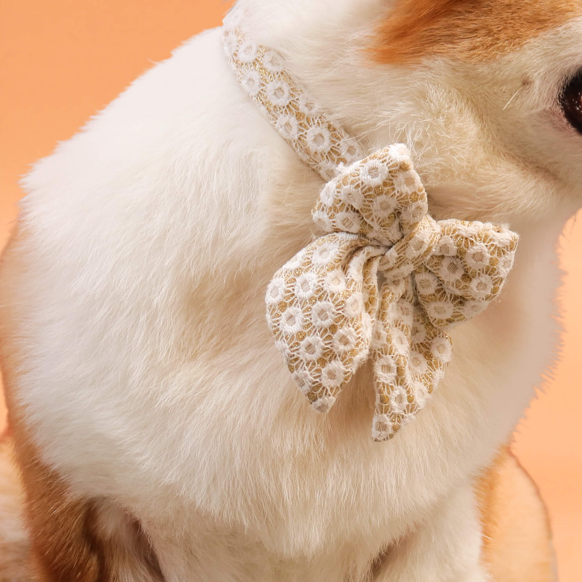 Dog wearing a decorative bow on an orange background matching the harness and owner accessories in a coordinated set