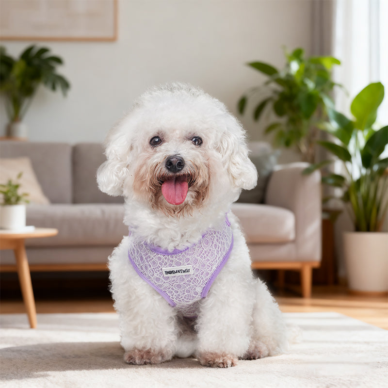 Lavender lace small dog harness and leash set matching dog and owner accessories designed as one coordinated system