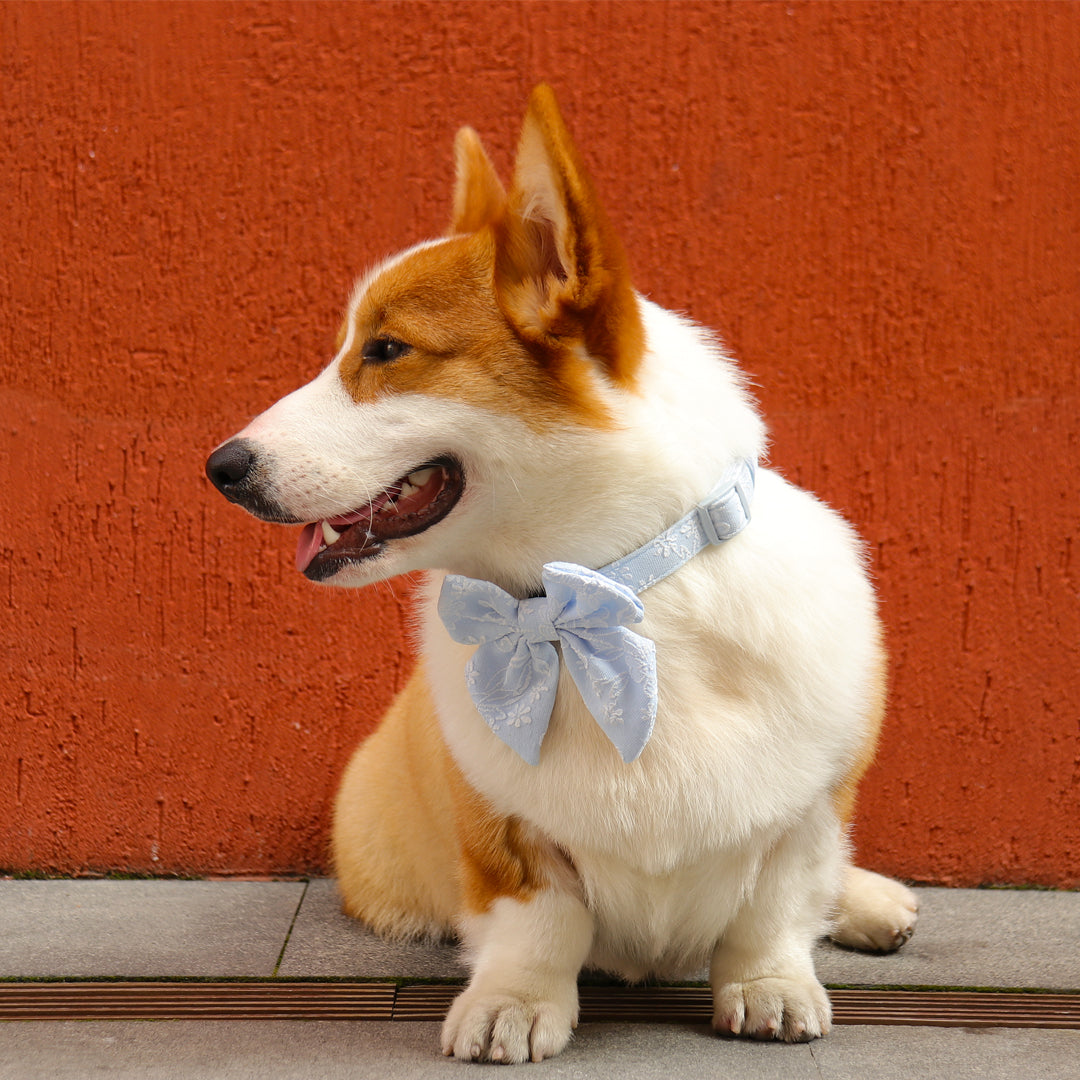 Morningn Glory blue collar bow ties for dogs designed to complement the harness and accessories within the set