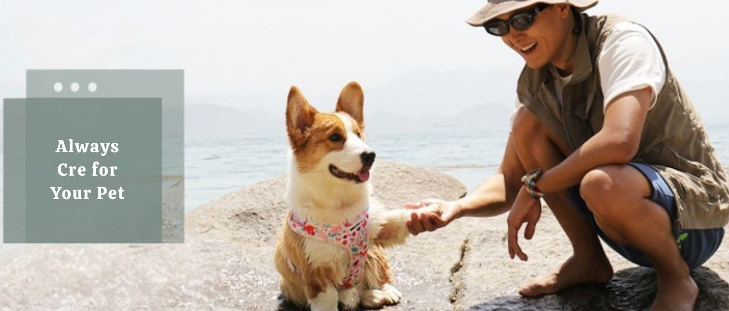 dinosaur printed dog harness matching dog and owner accessories designed as one coordinated system