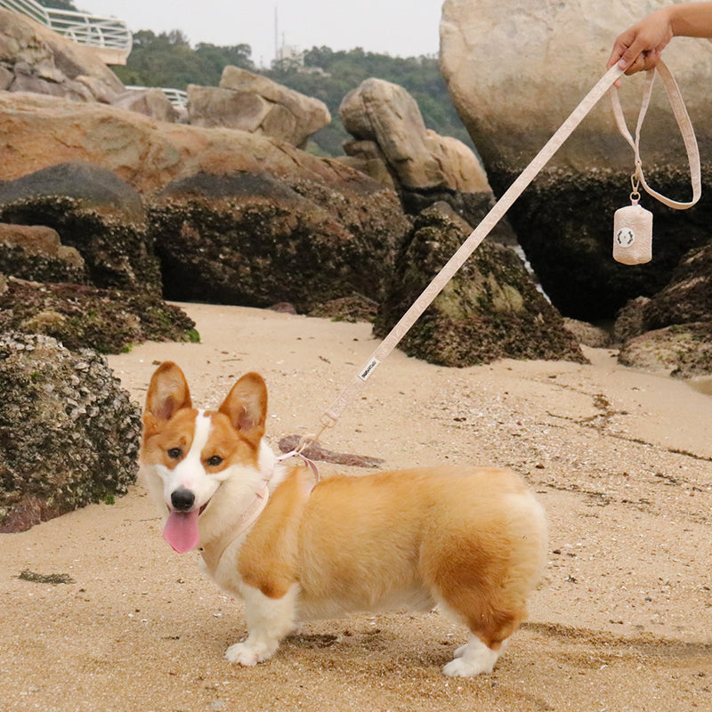 morning glory biscuit best dog harness and leash set