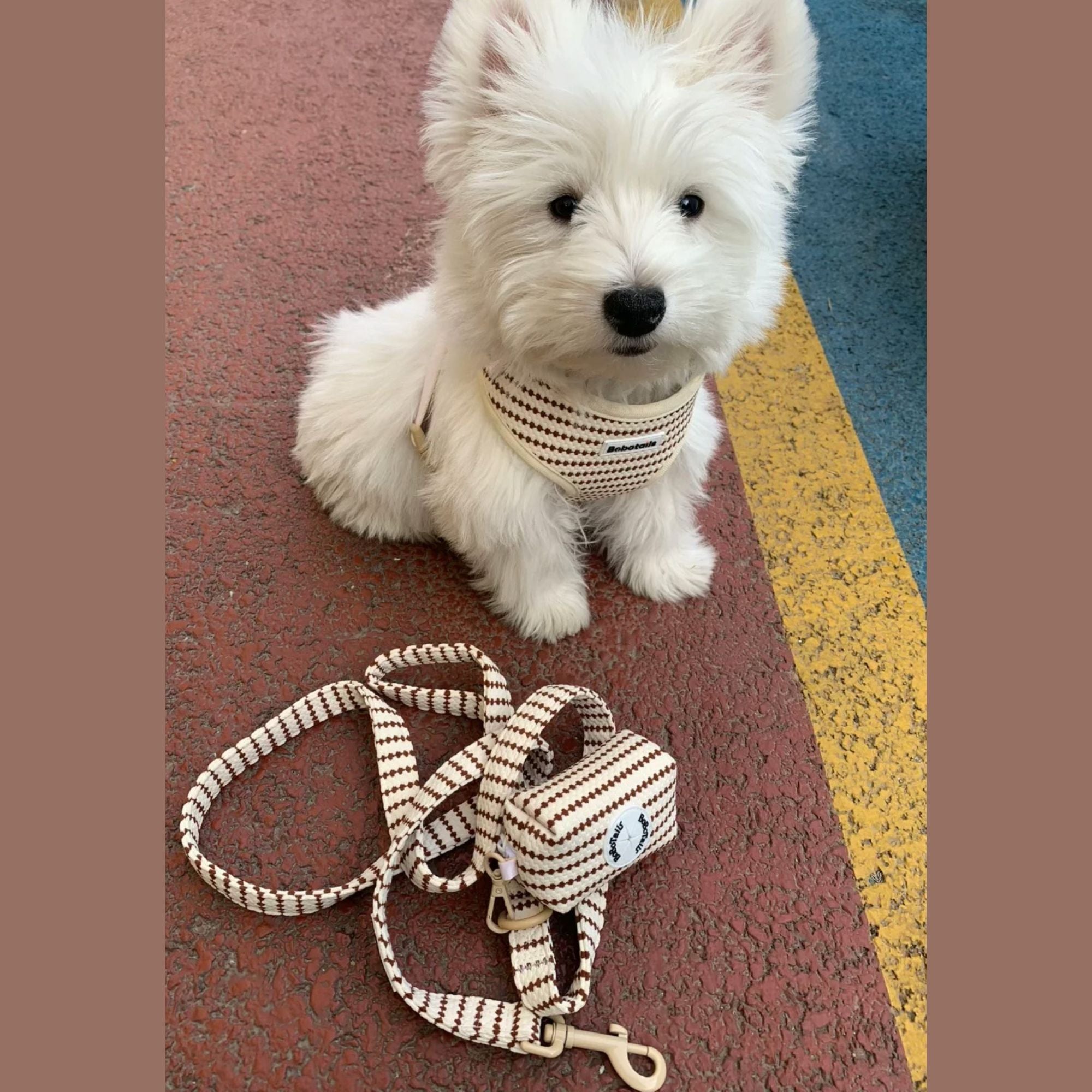 xx small dog Pomeranian wearing poop bag dispenser holder matching the leopard harness and owner accessories for daily dog walks