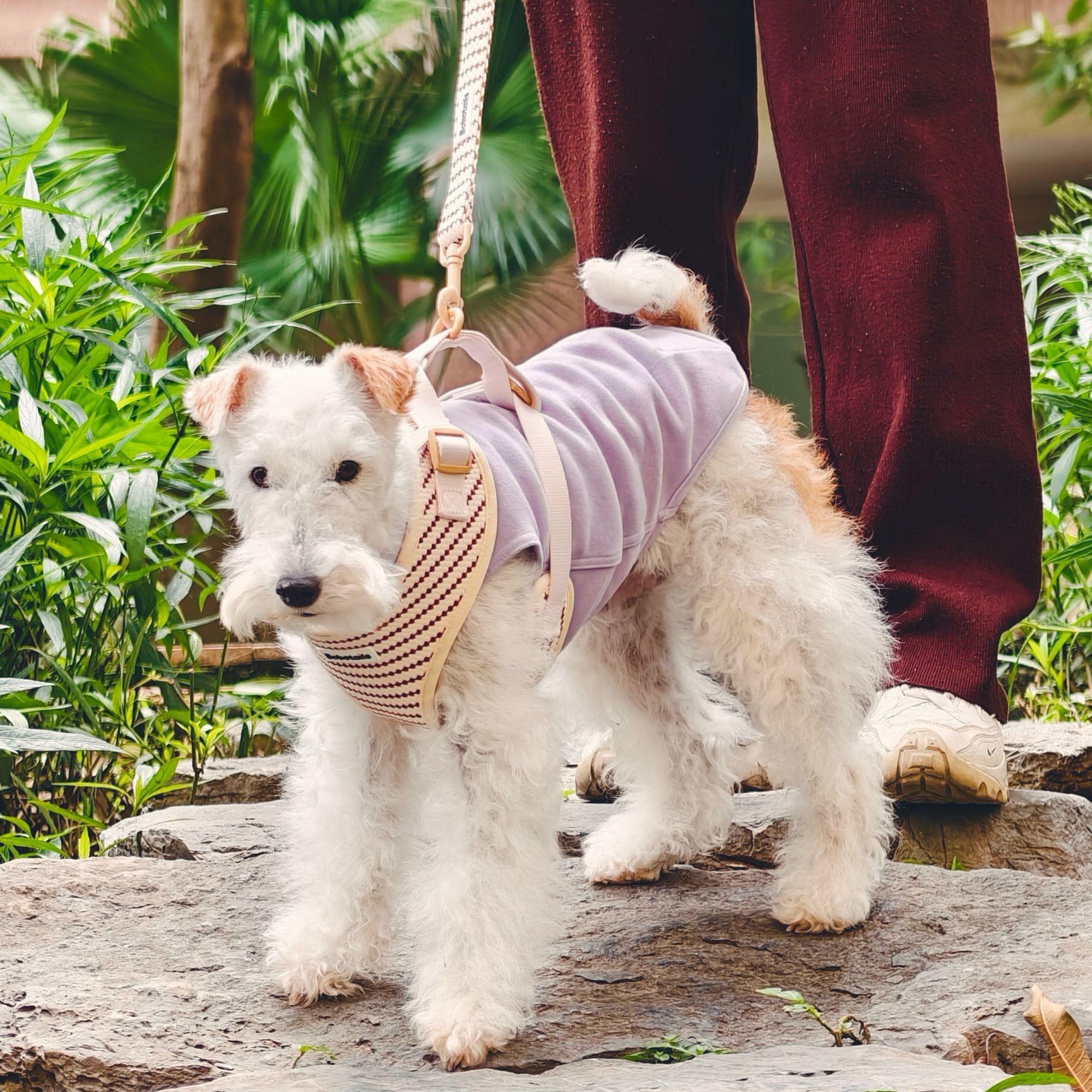 small dog harness and leash set as part of a complete dog and owner matching accessory set