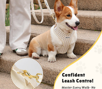 How to Stop a Dog from Pulling on a Leash: Effective Techniques and Gear You Need