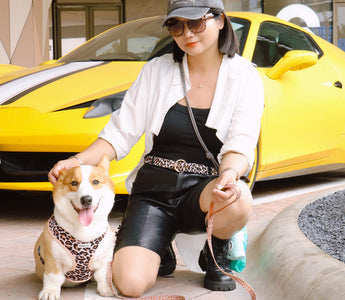 Designer dog harness