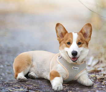 Retractable Dog Leashes