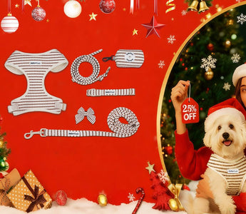 Best Christmas Gifts for Dog Lovers 2025: The Complete 7-Piece Matching Set (30% OFF)