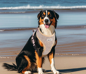 Dog Outfits, Harnesses & Smart Gadgets: Style & Essentials for French Bulldog