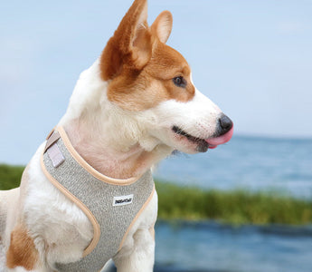 Guide to Finding the Perfect Dog Harness for Your Pup