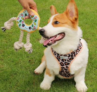 Adjustable dog harness designed for safe and comfortable walking