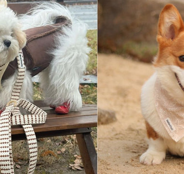 small grain matching dog harness set for daily styling