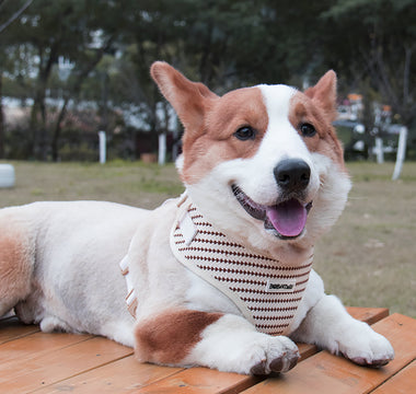 pet supplies plus near me