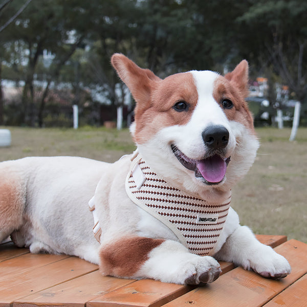 pet supplies plus near me