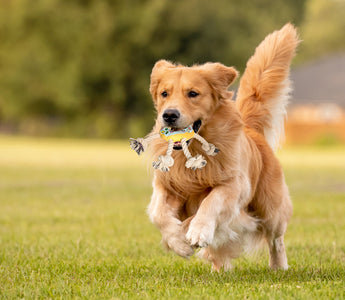 Interactive Dog Toys for well being and mental hapiness