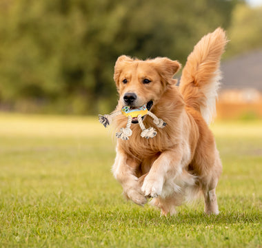 Interactive Dog Toys for well being and mental hapiness