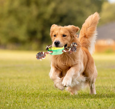 Interactive Dog Toys