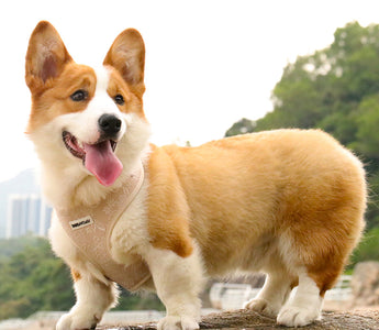 Dog wearing a tactical dog harness with a handle during an outdoor hike