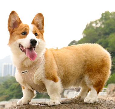 Dog wearing a tactical dog harness with a handle during an outdoor hike