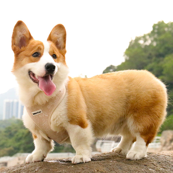 Dog wearing a tactical dog harness with a handle during an outdoor hike