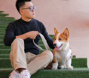 Jogging Leashes for Dogs: The Ultimate Guide for Active Pet Owners
