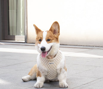 Dog Collars: From Personalized Styles to Functional Gear
