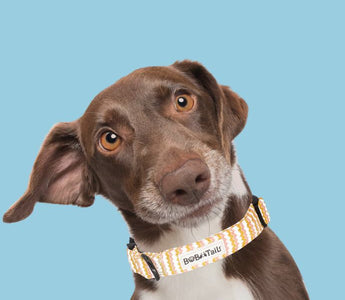 Dog Collars for Small Dogs: Safety, Style, and Functionality