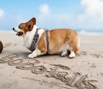 🏖️ Beach Day with Your Corgi — Matching Outfits, Harness & Accessories Guide