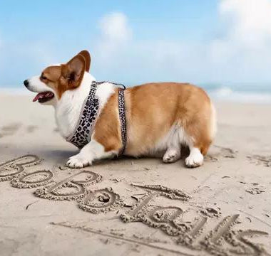🏖️ Beach Day with Your Corgi — Matching Outfits, Harness & Accessories Guide