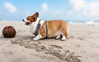 🏖️ Beach Day with Your Corgi — Matching Outfits, Harness & Accessories Guide