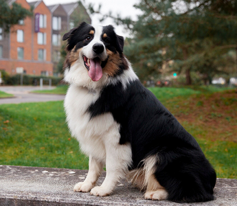 Big Dogs Clothing: Style, Comfort, and Safety for Your Gentle Giant