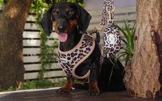 black and tan dachshund wearing Bobotails leopard print dog harness and leash setfront view outdoor