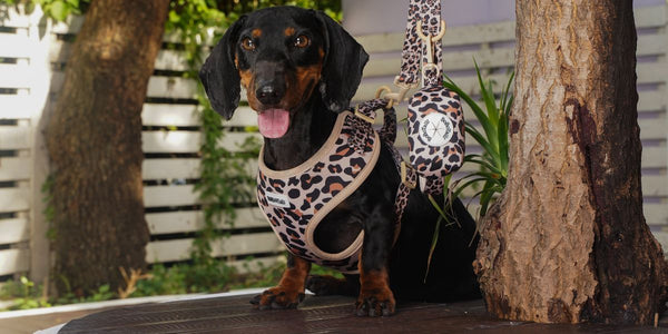 black and tan dachshund wearing Bobotails leopard print dog harness and leash setfront view outdoor