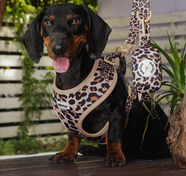 black and tan dachshund wearing Bobotails leopard print dog harness and leash setfront view outdoor