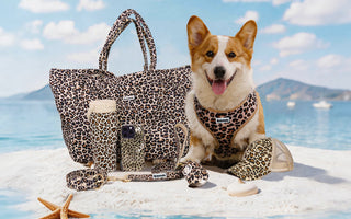 The Ultimate Guide to an Aesthetic Beach Day with Your Dog: Premium Matching Gear & Essentials