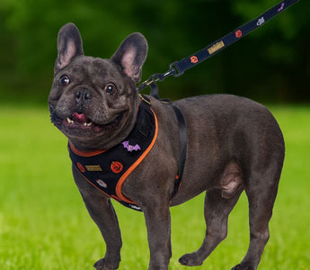Best Harness for French Bulldogs | No-Pull, Breathable & Escape-Proof Guide