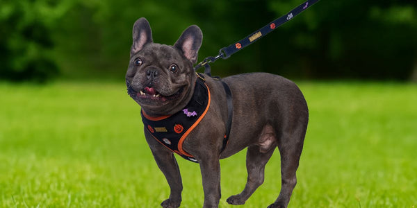 Best Harness for French Bulldogs | No-Pull, Breathable & Escape-Proof Guide