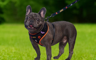 The best harness for french bulldog 