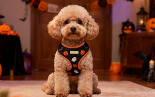 Bobotails halloween dog harness for small and medium size dogs