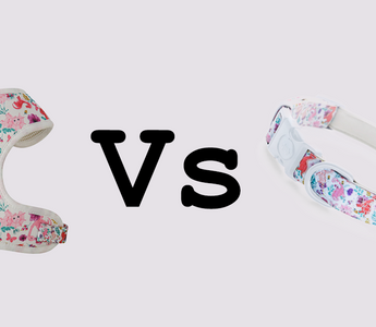 dog harness vs collar