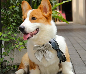 Bow Tie for Small Dogs