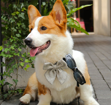 Bow Tie for Small Dogs