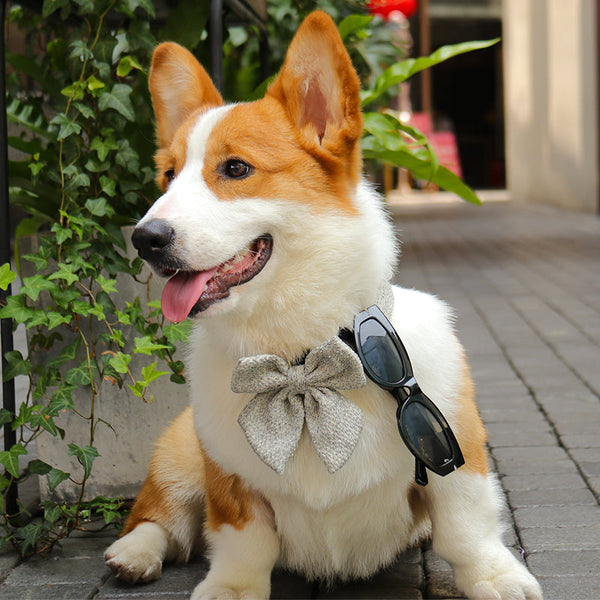 Bow Tie for Small Dogs