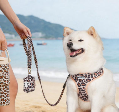 Shiba Inu wearing Bobotails leopard print dog harness sitting on a beach at sunset with palm trees and owners holder matching leopard coffee cup standing beach 