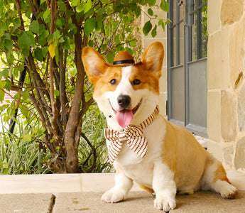 Dog Lovers Secrets 