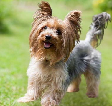 The best harness for Yorkshire Terriers