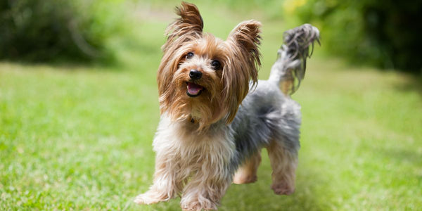 Best Harness for Yorkshire Terriers: A Complete Guide to Yorkie Comfort, Coat Care & Everyday Life