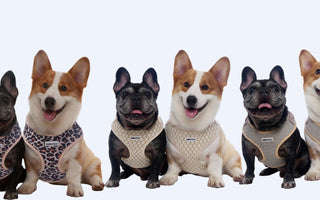From Dog Harness to Lifestyle: How Bobotails Redefined Pet Accessories
