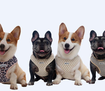 From Dog Harness to Lifestyle: How Bobotails Redefined Pet Accessories