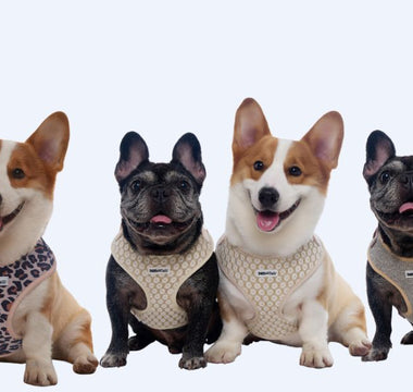 From Dog Harness to Lifestyle: How Bobotails Redefined Pet Accessories