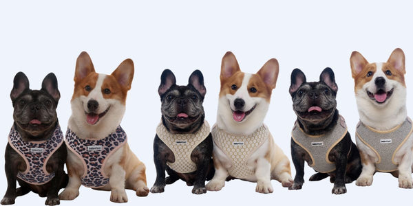 Why Modern Dog Parents Are Trading Basic Harnesses for a Complete Matching Lifestyle